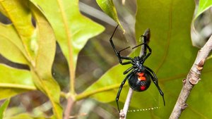 Photo of black widow spiders (Clearwater/Largo border)