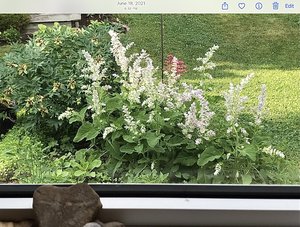 Photo of free Clary sage seedlings (Mississauga - Dixie/Bloor)