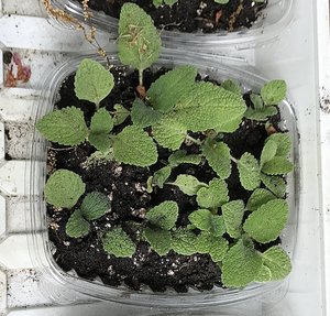 Photo of free Clary sage seedlings (Mississauga - Dixie/Bloor)