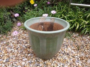 Photo of free Large green pot (Crowborough TN6 Pleasant View)