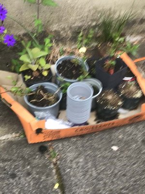 Photo of free Various used containers and plastic pot (BT4)
