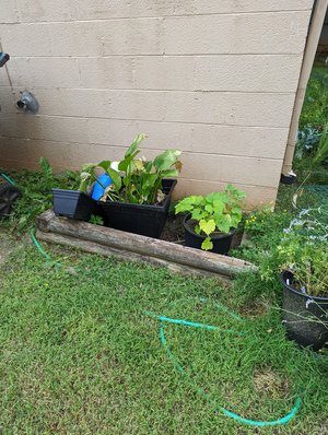 Photo of free Plants, pots, beds (Belmont)