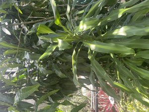 Photo of free Corn plants stalks (Altamonte Maitland)