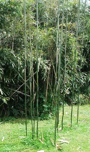 Photo of free Bamboo (NW Detroit)