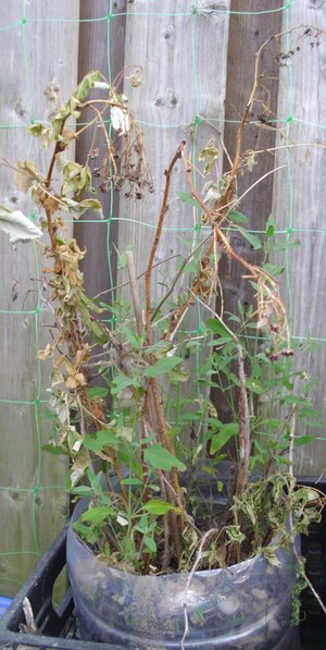 Photo of free Raspberry Plants (Brampton)
