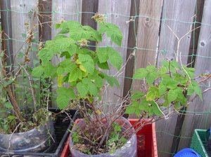 Photo of free Raspberry Plants (Brampton)