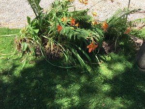 Photo of free plants ferns tiger lilies etc (4107 North bank Road 43046)