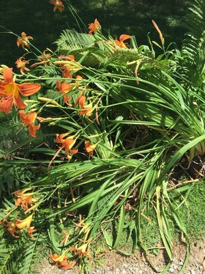 Photo of free plants ferns tiger lilies etc (4107 North bank Road 43046)