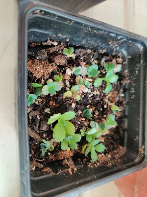 Photo of free "Mother of thousands" plants (Souderton)
