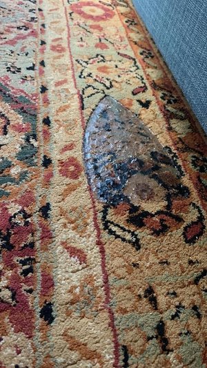 Photo of free Large area rug (SW DC)