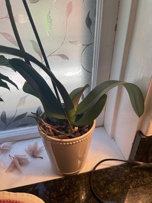 Photo of free Orchid (Dempster east of Ridge)
