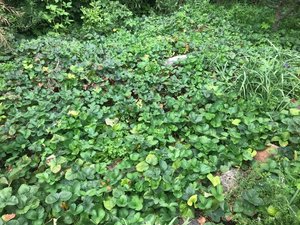 Photo of free Strawberry plants & natives (Bowling Green)