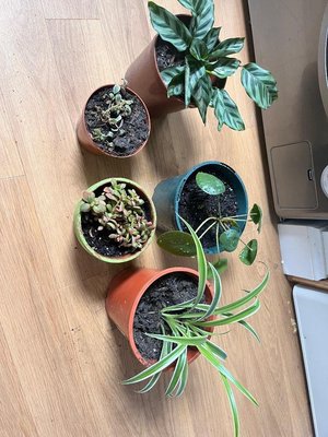 Photo of free House plants. (Newcraighall EH21)