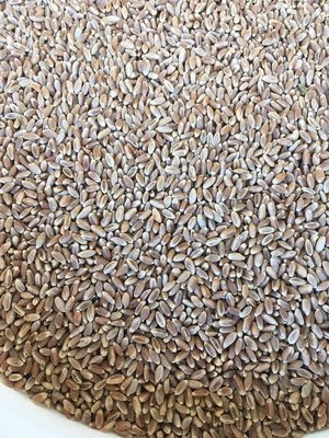 Photo of free More Hard red wheat (Lake City/Meadowbrook)