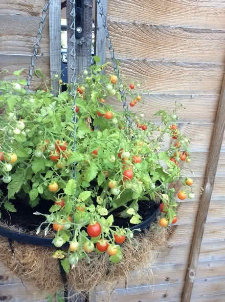 Photo of free 2 seedling tomatoes (Morden SM4) #1
