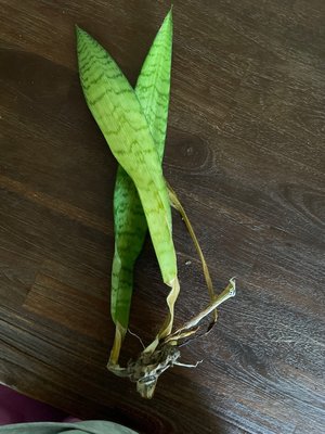 Photo of free Snake plant for propagation (Spring branch)
