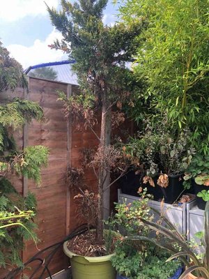 Photo of free cloud trained conifer in pot (Chessington KT9)