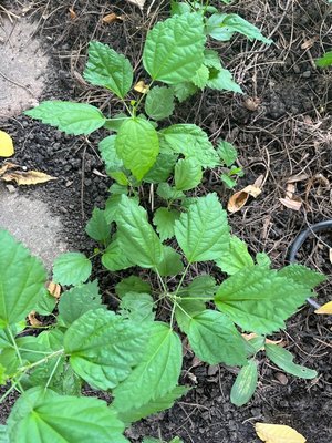 Photo of free Rose of Sharon seedlings (Downers Grove)