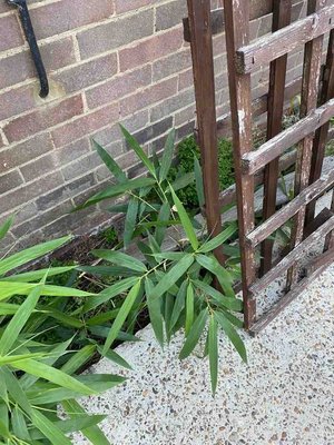 Photo of free Bamboo (Kenley CR8)