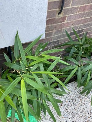 Photo of free Bamboo (Kenley CR8)