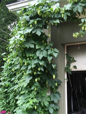 Photo of free Hops for Homebrewing (City east: Park-Monroe Ave)