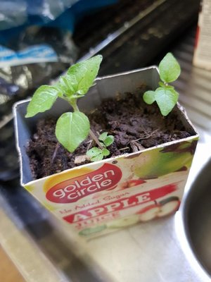 Photo of free Mystery Seedlings? (Essendon)
