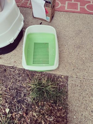 Photo of free Breeze cat litter pan (Bedford 76021)
