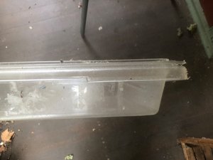 Photo of free Shallow food storage container (Surrey Hills)