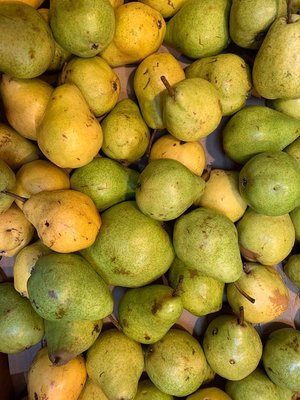 Photo of free Fresh pears (Lake City/Meadowbrook)