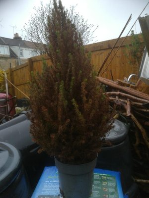 Photo of free Potted Christmas tree (Upper Wellsway, Bath)