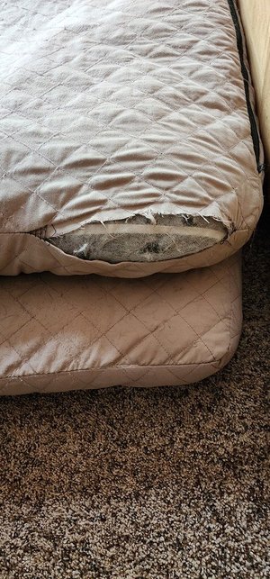 Photo of free Large Dog Beds (2) (North Chapel Hill)