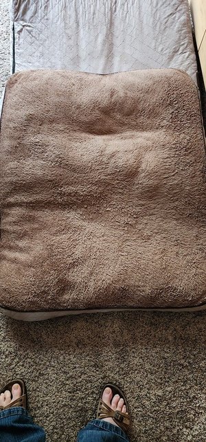 Photo of free Large Dog Beds (2) (North Chapel Hill)