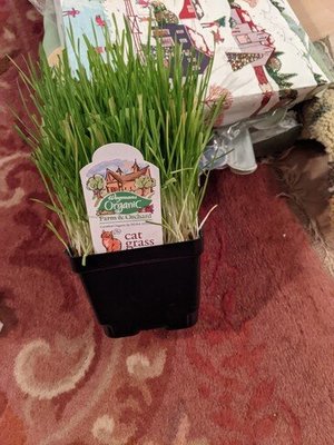 Photo of free cat grass