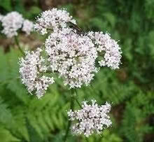 Photo of free Valerian Bee Loving plant seedling (Morden SM4) #1