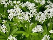 Photo of free Two Woodruff cuttings (Morden SM4) #1