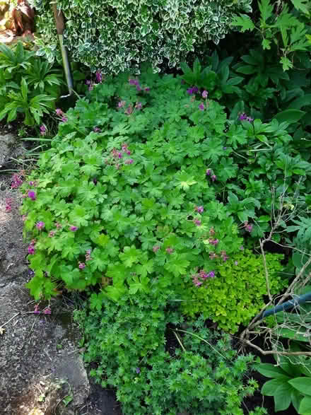 Photo of free 2 Hardy Geranium macrorrhizum roots (Morden SM4) #1