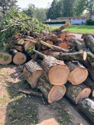 Photo of free fire wood (Forest Lakes)