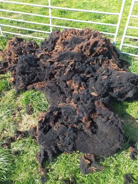 Photo of free Sheep fleece for garden/allotment (Petersfield, GU32) #1