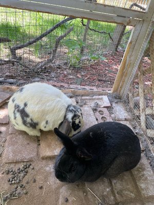 Photo of free 2 lovely rabbits, hutch, & food (Old Town Lafayette)