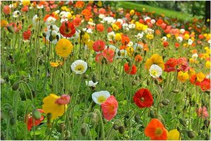 Photo of Poppy plants/seeds. Or sunflowers (Tring)