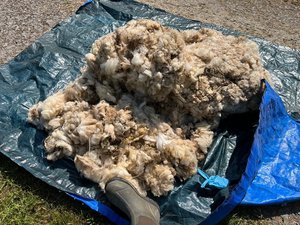 Photo of free Sheep wool for gardening? (Countisbury, Nr Lynton)