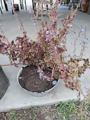 Photo of free plant with the planter (Highland)