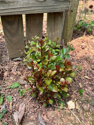 Photo of free Crepe Myrtle shoots (Germantown)