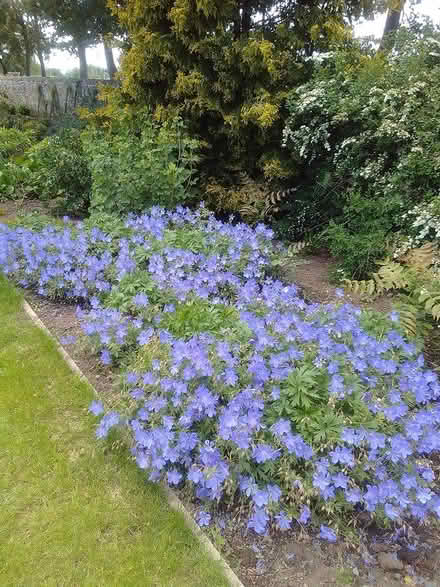 Photo of Plants and shrubs (Chesser EH14) #1