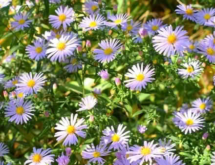 Photo of free Aster plant seedling (Morden SM4) #1