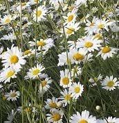 Photo of free Oxeye daisy plants (Wimborne Town centre, BH21) #1