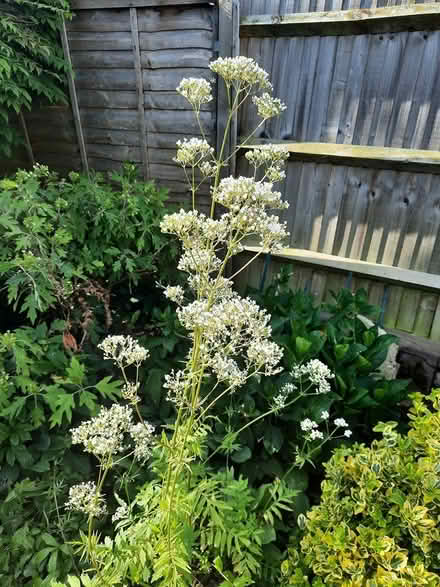 Photo of free Valerian Bee Loving plant seedling (Morden SM4) #2