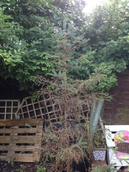 Photo of free Fir Tree (jaggy needles species) (Thornhill FK8)