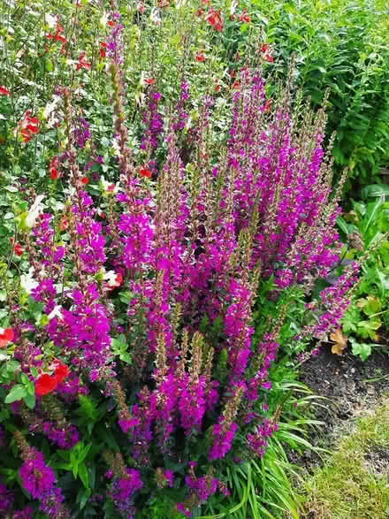 Photo of free Lythrum cutting Rose Pink colour (Morden SM4) #3