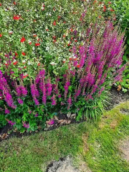 Photo of free Lythrum cutting Rose Pink colour (Morden SM4) #2